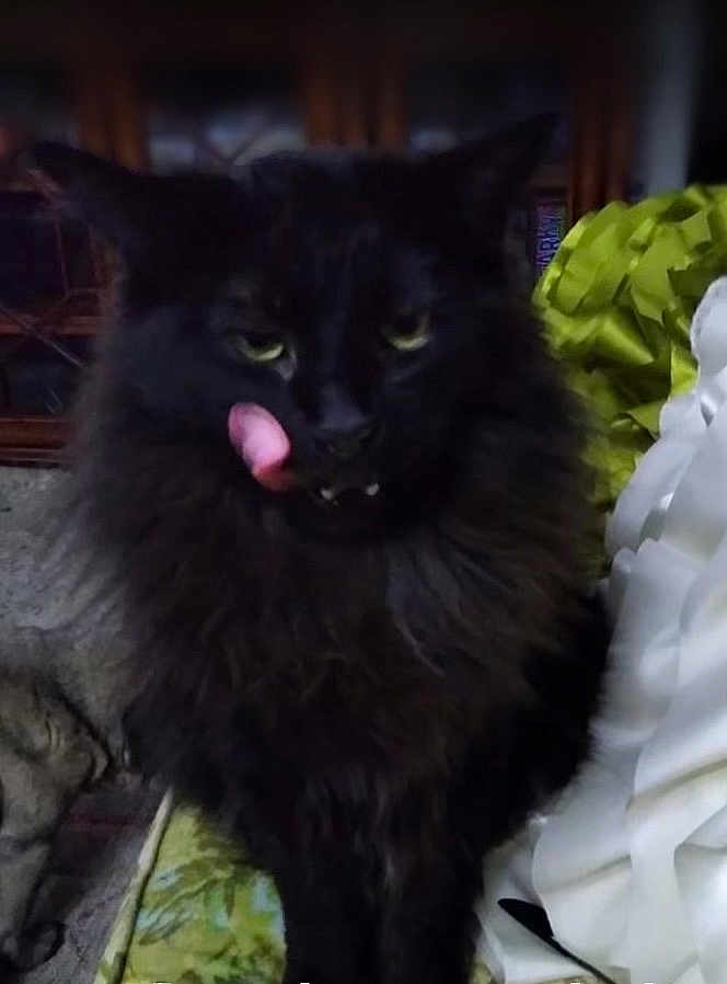 Furbee is registered to the contest to win money with this photo: cat, black_cat, fluffy, feline, tongue_out, indoor, pet, animal, fur, whiskers, ears, face, sitting, close_up, domestic_cat, cute, mammal, tongue, expression, home