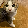 animal, cat, close_up, curious, cute, domestic_cat, ears, face, floor, fur, green_eyes, indoor, looking_up, mammal, pet, small_paws, tabby, whiskers, white_paws, wooden_floor