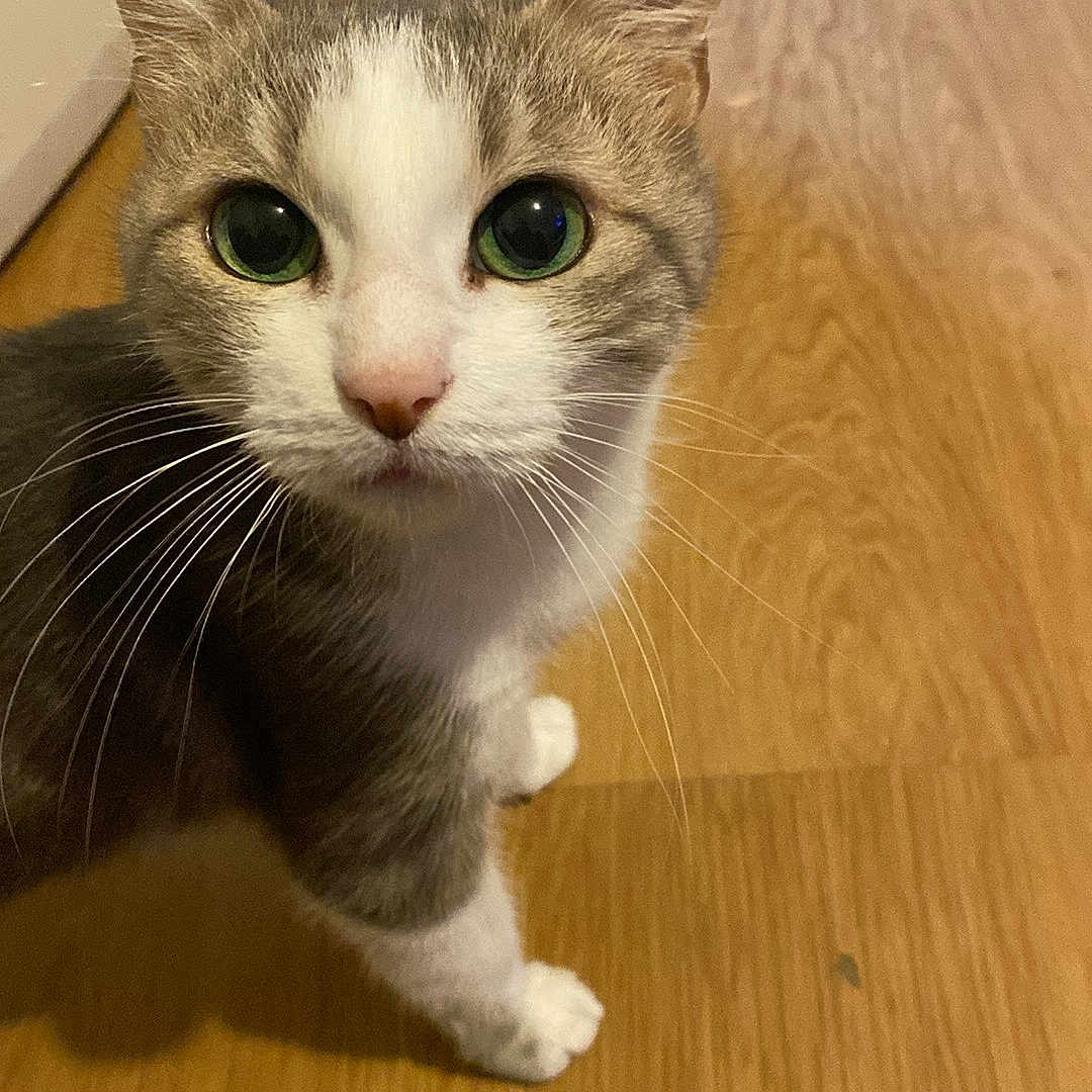 Minni