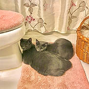 Jack And Jill joined the competition — help win amazing prizes! cat, cats, gray_cat, bathroom, pink_mat, wicker_basket, curtain, floral_pattern, pet, animal, cozy, resting, floor, domestic, cute, feline, two_animals, indoors, fur, relaxed