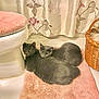 cat, cats, gray_cat, bathroom, pink_mat, wicker_basket, curtain, floral_pattern, pet, animal, cozy, resting, floor, domestic, cute, feline, two_animals, indoors, fur, relaxed