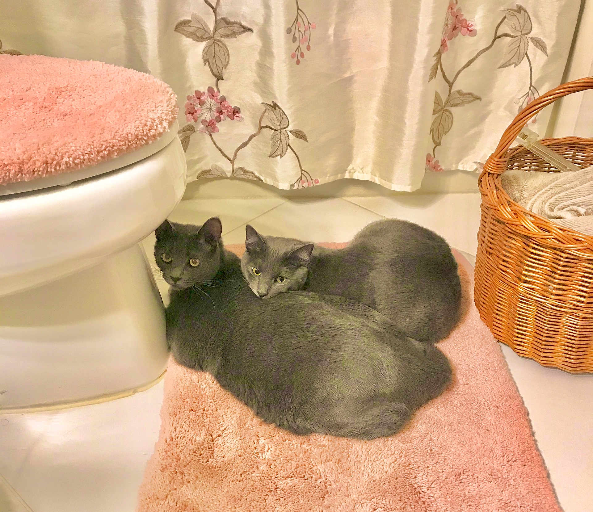 Jack And Jill joined the competition — help win amazing prizes! cat, cats, gray_cat, bathroom, pink_mat, wicker_basket, curtain, floral_pattern, pet, animal, cozy, resting, floor, domestic, cute, feline, two_animals, indoors, fur, relaxed