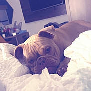 Yam joined the competition — help win amazing prizes! animal, bed, blanket, bottles, brown_dog, bulldog, chair, closeup, cozy, dog, domestic, furniture, indoor, pet, relaxed, resting, table, television, white_blanket, wrinkled_face