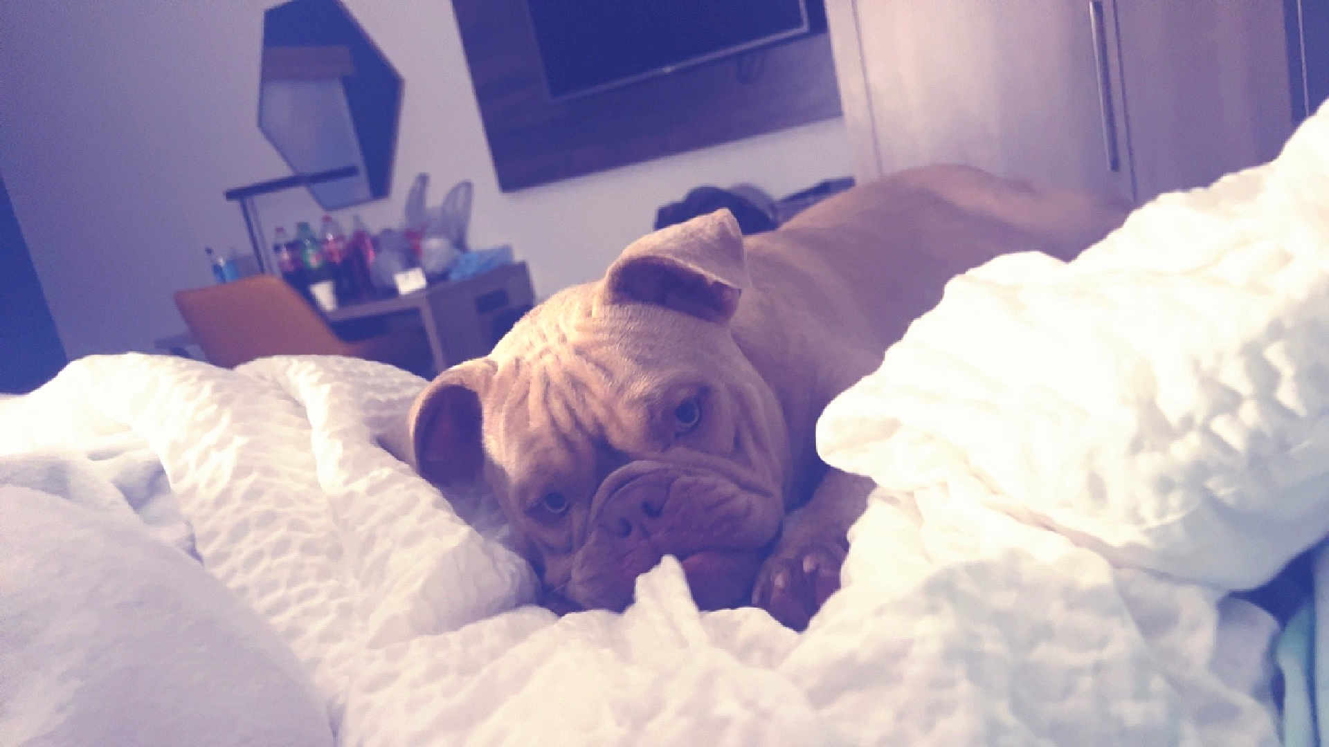 Yam joined the competition — help win amazing prizes! animal, bed, blanket, bottles, brown_dog, bulldog, chair, closeup, cozy, dog, domestic, furniture, indoor, pet, relaxed, resting, table, television, white_blanket, wrinkled_face
