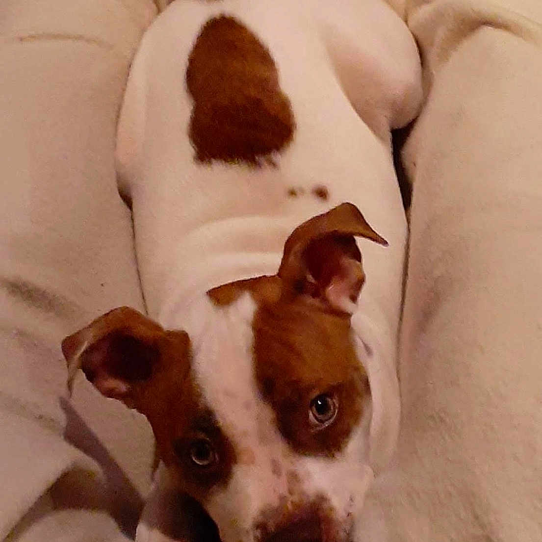 Brandy is registered to the contest to win money with this photo: dog, puppy, brown_and_white, blanket, cozy, cute, pet, animal, snuggled, lying_down, soft_texture, looking_up, ears, paw, domestic_animal, fur, bed, resting, close_up, companion