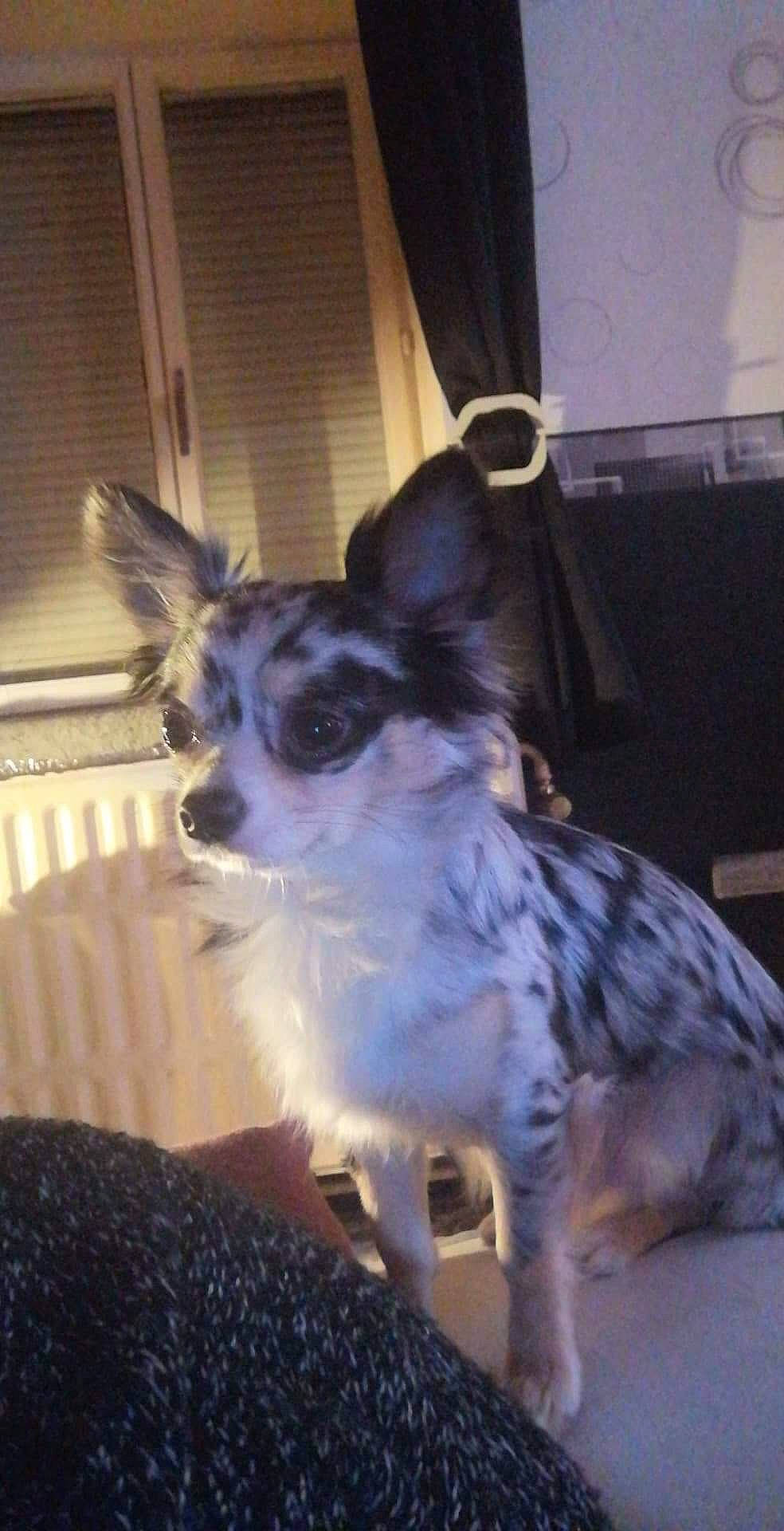 Bouba a rejoint le concours — aidez-le/la à gagner de superbes lots ! canidae, carnivore, chihuahua, companion_dog, dog, dog_breed, mammal, snout, sporting_group, vertebrate