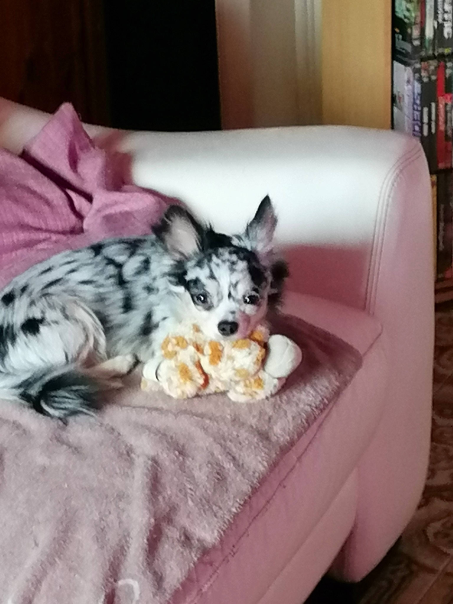 Bouba participe au concours pour gagner de l'argent avec cette photo : canidae, carnivore, cat, companion_dog, couch, dog, dog_bed, dog_breed, mammal, nap, whiskers