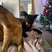 Rebel is registered to the contest to win money with this photo: dog, bed, blanket, ball, indoor, mirror, christmas_tree, decorations, fur, playful, pet, animal, canine, living_room, cozy, resting, toy, holiday, colorful, relaxing