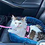 Willow is registered to the contest to win money with this photo: animal, blue_bed, brown_cat, car_interior, cat, domestic_cat, ears, feline, fur, indoor, leash, pet_bed, pink_harness, resting, seat, seat_belt, vehicle, whiskers, white_cat, yellow_eyes