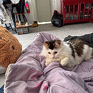 Willow is registered to the contest to win money with this photo: animal, black_trash_bag, blanket, carpet, cat, cozy, curious, fur, furniture, home, indoor, laser_pointer, living_room, paws, pet, playful, red_cabinet, relaxed, resting, soft