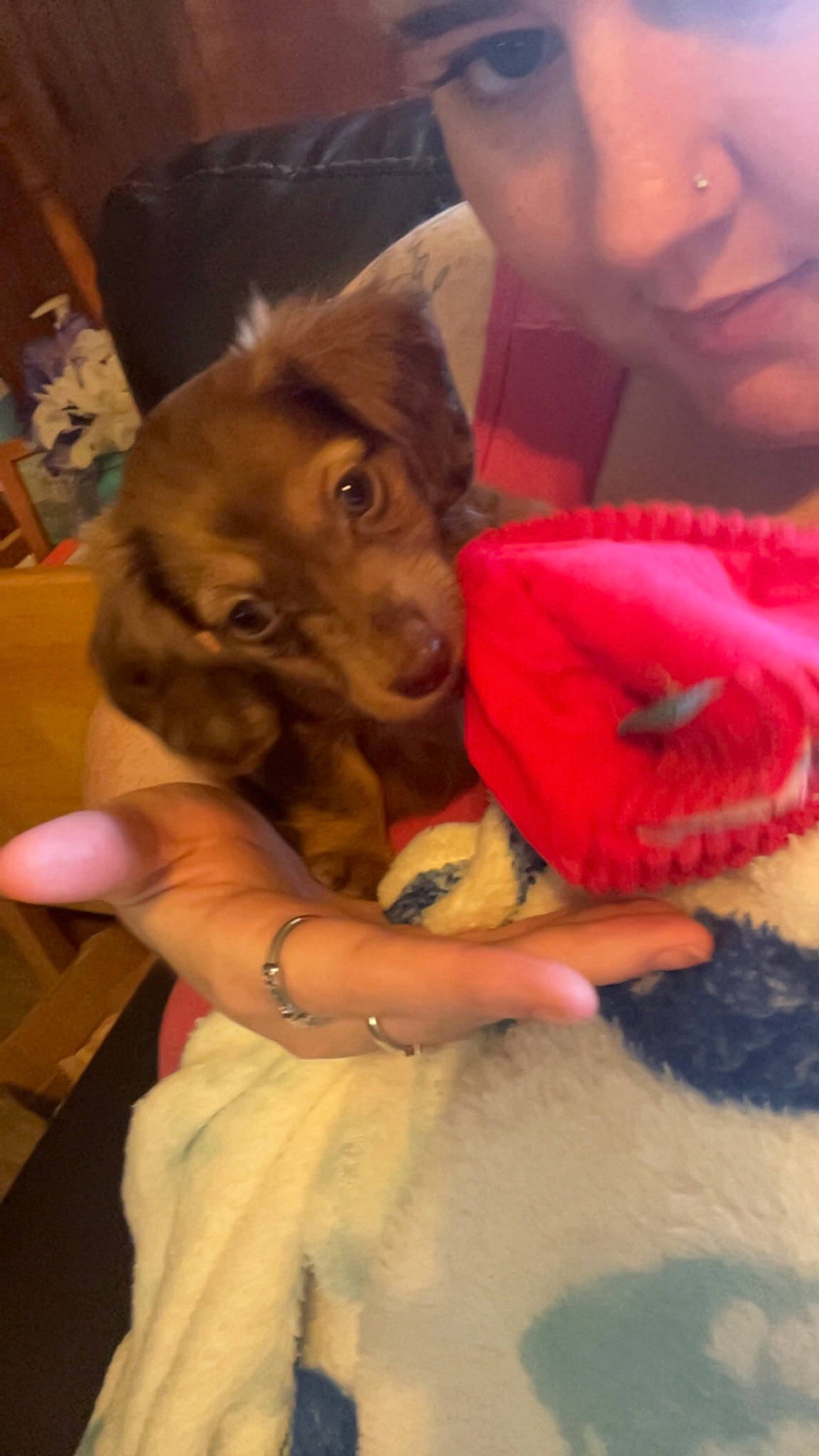 Dixie joined the competition — help win amazing prizes! canidae, carnivore, child, comfort, companion_dog, dog, dog_breed, ear, fawn, finger, fun, fur, gesture, liver, magenta, nail, skin, snout, sporting_group, working_animal