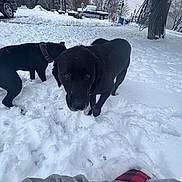 Deebo is registered to the contest to win money with this photo: animal, black_dog, cold, collar, curious, daytime, dog, grey_sleeve, landscape, nature, outdoor, person_part, pickup_truck, plaid, snow, snow_covered, trees, vehicle, walking, winter
