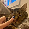 cat, tabby_cat, sleeping, close_up, hand, blue_nail_polish, blanket, cozy, indoor, window, plant, feline, pet, resting, soft_texture, fur, animal, domestic, comfort, touch