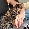 cat, tabby_cat, person, hand, laptop, jeans, black_top, couch, indoor, relaxing, pet, feline, green_eyes, striped_fur, comfort, casual, technology, resting, lap, close_up