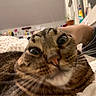 cat, tabby, close_up, wide_eyes, indoor, blanket, fur, whiskers, pet, animal, cute, face, expression, cozy, home, feline, lying_down, brown, striped, domestic_cat