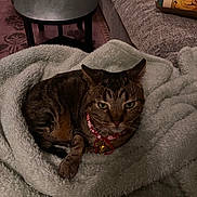 Romeow is registered to the contest to win money with this photo: cat, tabby, collar, bell, blanket, soft, cozy, couch, table, furniture, indoor, pet, animal, resting, fur, green_eyes, home, relaxing, comfort, sleepy