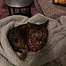 cat, tabby, collar, bell, blanket, soft, cozy, couch, table, furniture, indoor, pet, animal, resting, fur, green_eyes, home, relaxing, comfort, sleepy