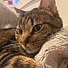 cat, tabby, close_up, fur, whiskers, ear, eye, nose, blanket, soft_texture, indoor, window, plant, resting, cozy, pet, animal, domestic, relaxed, portrait