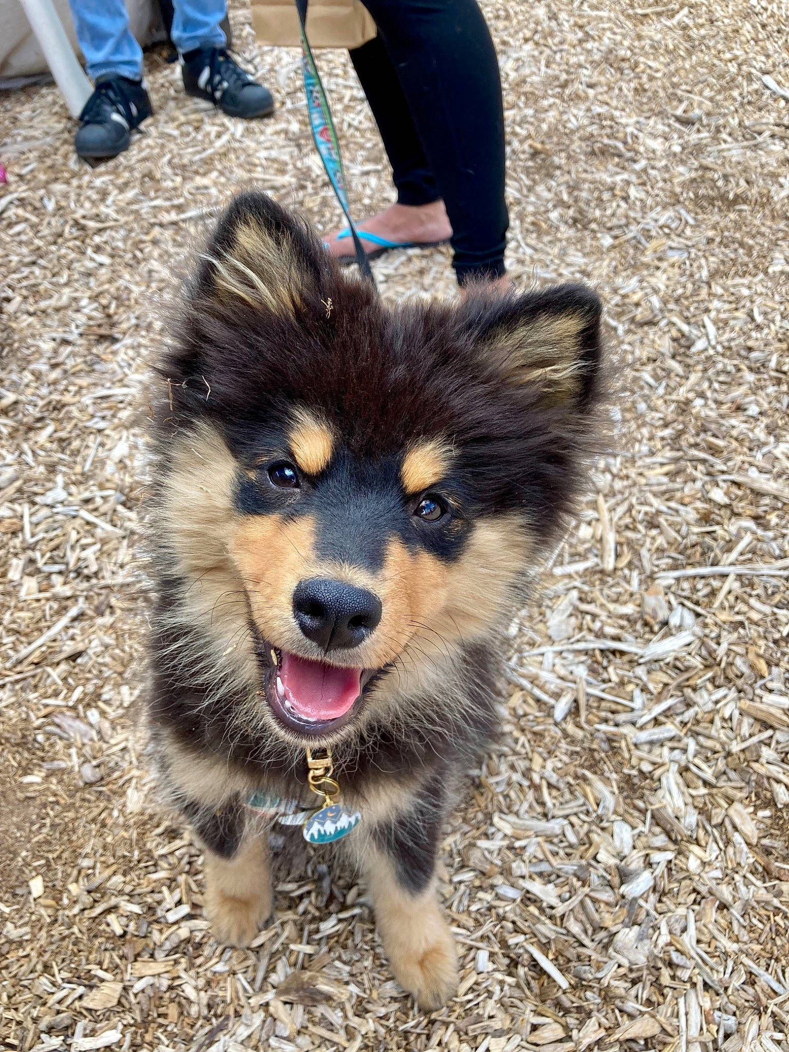 Suki is registered to the contest to win money with this photo: ancient_dog_breeds, canidae, canis, carnivore, collar, companion_dog, dog, dog_breed, fawn, fur, grass, herding_dog, leash, sled_dog, snout, soil, sporting_group, terrestrial_animal, whiskers, working_dog