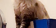 Lea joined the competition — help win amazing prizes! animal, beige, bottle, box, brown, cat, clutter, curious, domestic, feline, fluffy, furniture, home, indoor, pet, screen, sitting, tablet, white, wooden