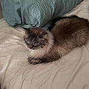Lea is registered to the contest to win money with this photo: animal, bed, blue_pillow, calm, cat, cozy, domestic_animal, feline, fluffy, fur, home, indoor, pet, pillow, quiet, relaxation, resting, sleeping, soft_texture, white_bed_sheet