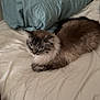 animal, bed, blue_pillow, calm, cat, cozy, domestic_animal, feline, fluffy, fur, home, indoor, pet, pillow, quiet, relaxation, resting, sleeping, soft_texture, white_bed_sheet
