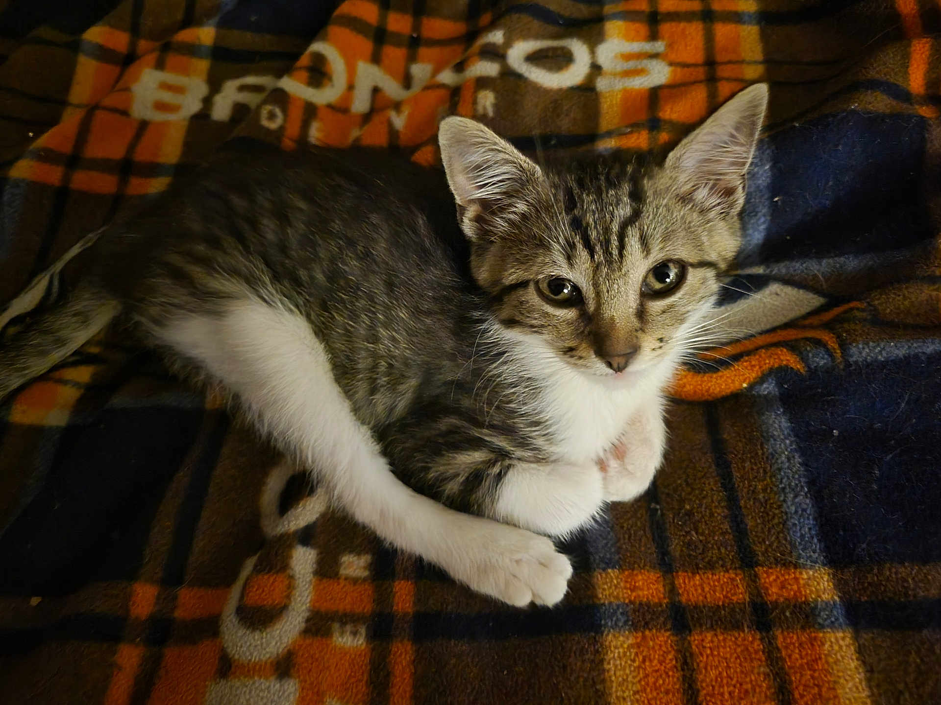 Baby joined the competition — help win amazing prizes! kitten, cat, tabby, white_paws, blanket, plaid, orange, navy, cozy, resting, animal, pet, fur, cute, indoor, young, whiskers, ears, eyes, laying