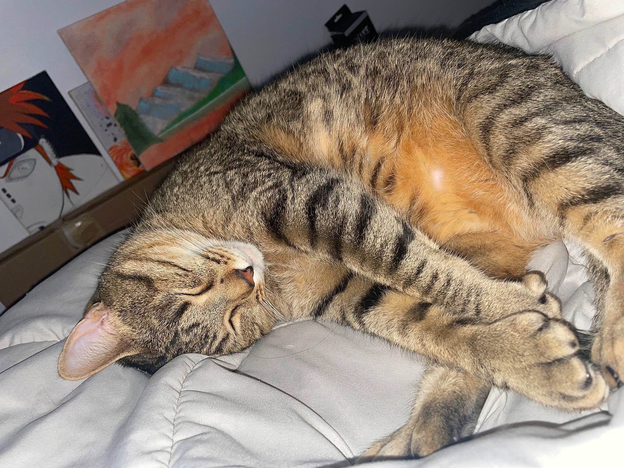 Lincoln is registered to the contest to win money with this photo: carnivore, cat, claw, comfort, domestic_short_haired_cat, ear, eye, fawn, felidae, fur, nap, paw, sleep, small_to_medium_sized_cats, snout, tail, terrestrial_animal, whiskers, wildlife