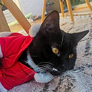Mr.moustache a rejoint le concours — aidez-le/la à gagner de superbes lots ! cat, black_cat, white_whiskers, golden_eyes, red_santa_outfit, holiday_costume, indoor, rug, wooden_furniture, close_up, pet, animal, whiskers, fur, lying_down, domestic_cat, cozy, festive, cute, relaxed