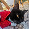 cat, black_cat, white_whiskers, golden_eyes, red_santa_outfit, holiday_costume, indoor, rug, wooden_furniture, close_up, pet, animal, whiskers, fur, lying_down, domestic_cat, cozy, festive, cute, relaxed