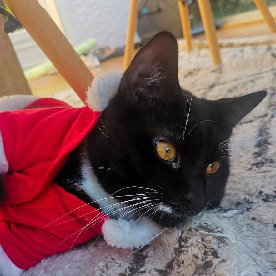 Mr.moustache a rejoint le concours — aidez-le/la à gagner de superbes lots ! cat, black_cat, white_whiskers, golden_eyes, red_santa_outfit, holiday_costume, indoor, rug, wooden_furniture, close_up, pet, animal, whiskers, fur, lying_down, domestic_cat, cozy, festive, cute, relaxed
