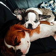Rosy Et Azur participe au concours pour gagner de l'argent avec cette photo : puppy, dog, sleeping, snuggling, couch, fur, brown, white, black, pet, close_up, resting, indoors, cozy, cute, animal, companion, friendship, relaxation, soft