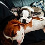 puppy, dog, sleeping, snuggling, couch, fur, brown, white, black, pet, close_up, resting, indoors, cozy, cute, animal, companion, friendship, relaxation, soft