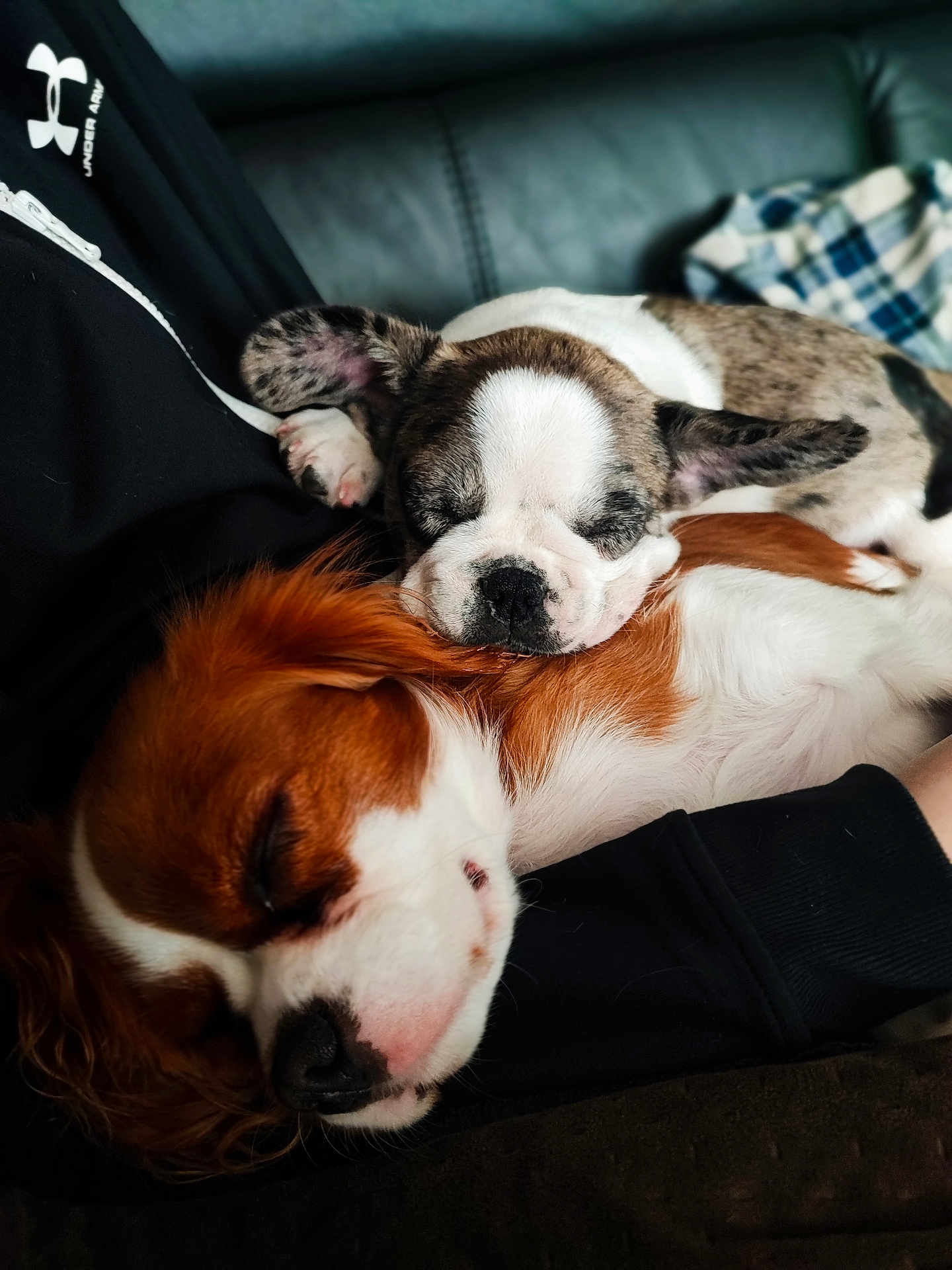 Rosy Et Azur