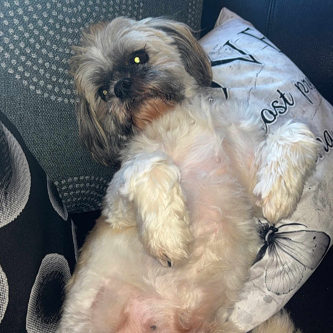 Bertie is registered to the contest to win money with this photo: affenpinscher, animal, architecture, armchair, building, canine, chair, couch, cushion, dog, furniture, homedecor, indoors, livingroom, pet, pillow, poodle, puppy, room, terrier