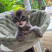 Hawaii participe au concours pour gagner de l'argent avec cette photo : animal, cat, cozy, curious, cute, domestic, furry, green, hammock, indoor, kitten, looking, paw, pet, plant, playful, soft, tongue_out, window, young