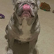 Kilo joined the competition — help win amazing prizes! animal, brown, bulldog, carpet, closeup, companion, cute, dog, expression, fur, indoor, paw, pet, playful, plush_toy, sitting, snout, tongue_out, toy, white