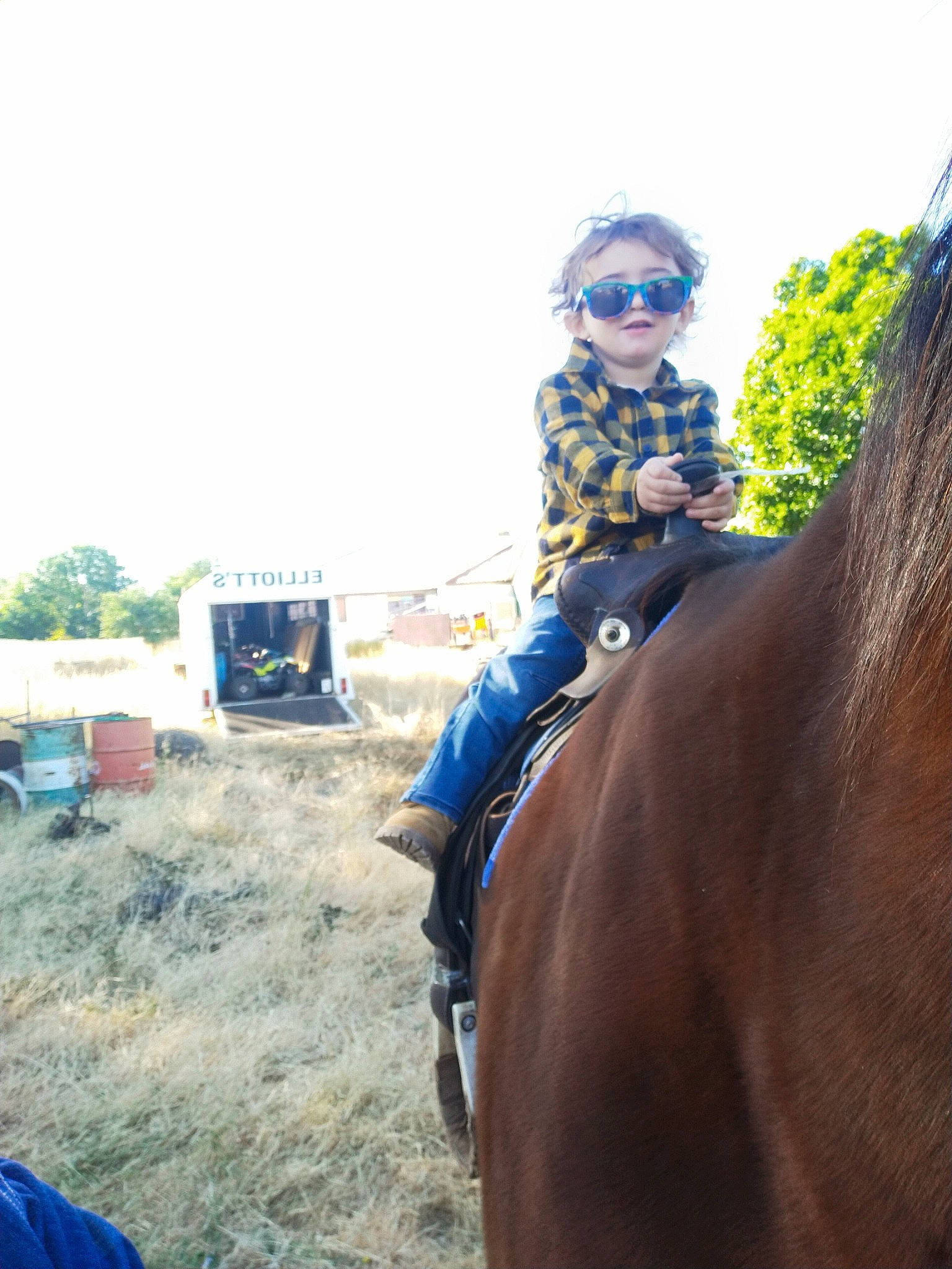 Lewis joined the competition — help win amazing prizes! animal_sports, bridle, equestrian_sport, equestrianism, equitation, halter, horse, horse_supplies, horse_tack, mammal, mare, pack_animal, person, ranch, recreation, rein, saddle, stallion, trail_riding, tree