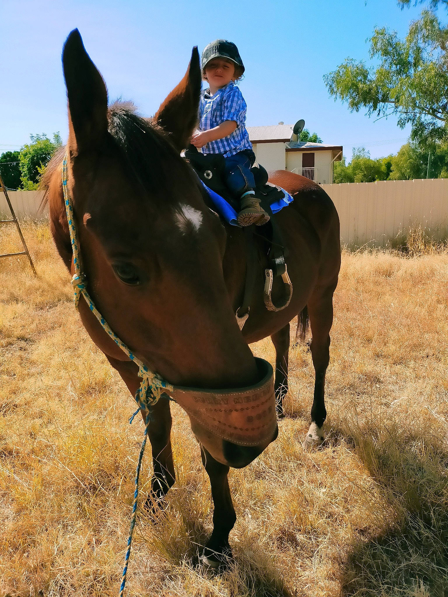 Lewis is registered to the contest to win money with this photo: animal_sports, bridle, equestrianism, halter, headwear, horse, horse_supplies, horse_tack, mammal, mane, mare, pack_animal, person, recreation, rein, saddle, stallion, trail_riding, vertebrate, western_riding