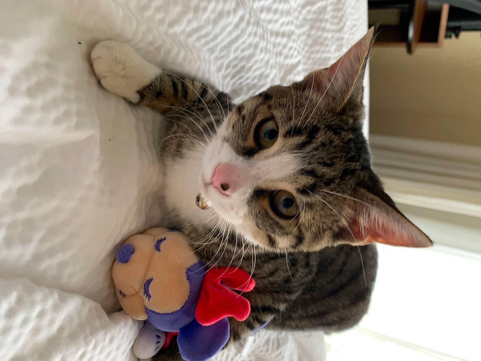 Rory is registered to the contest to win money with this photo: bed, carnivore, cat, claw, comfort, domestic_short_haired_cat, felidae, fur, linens, paw, plant, plush, room, small_to_medium_sized_cats, snout, stuffed_toy, tail, toy, whiskers