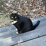 Luna is registered to the contest to win money with this photo: animal, black_fur, cat, close_up, collar, curious, daylight, fall, green_eyes, ground, leaves, nature, outdoor, pet, sitting, texture, tuxedo_cat, whiskers, white_paws, wooden_steps