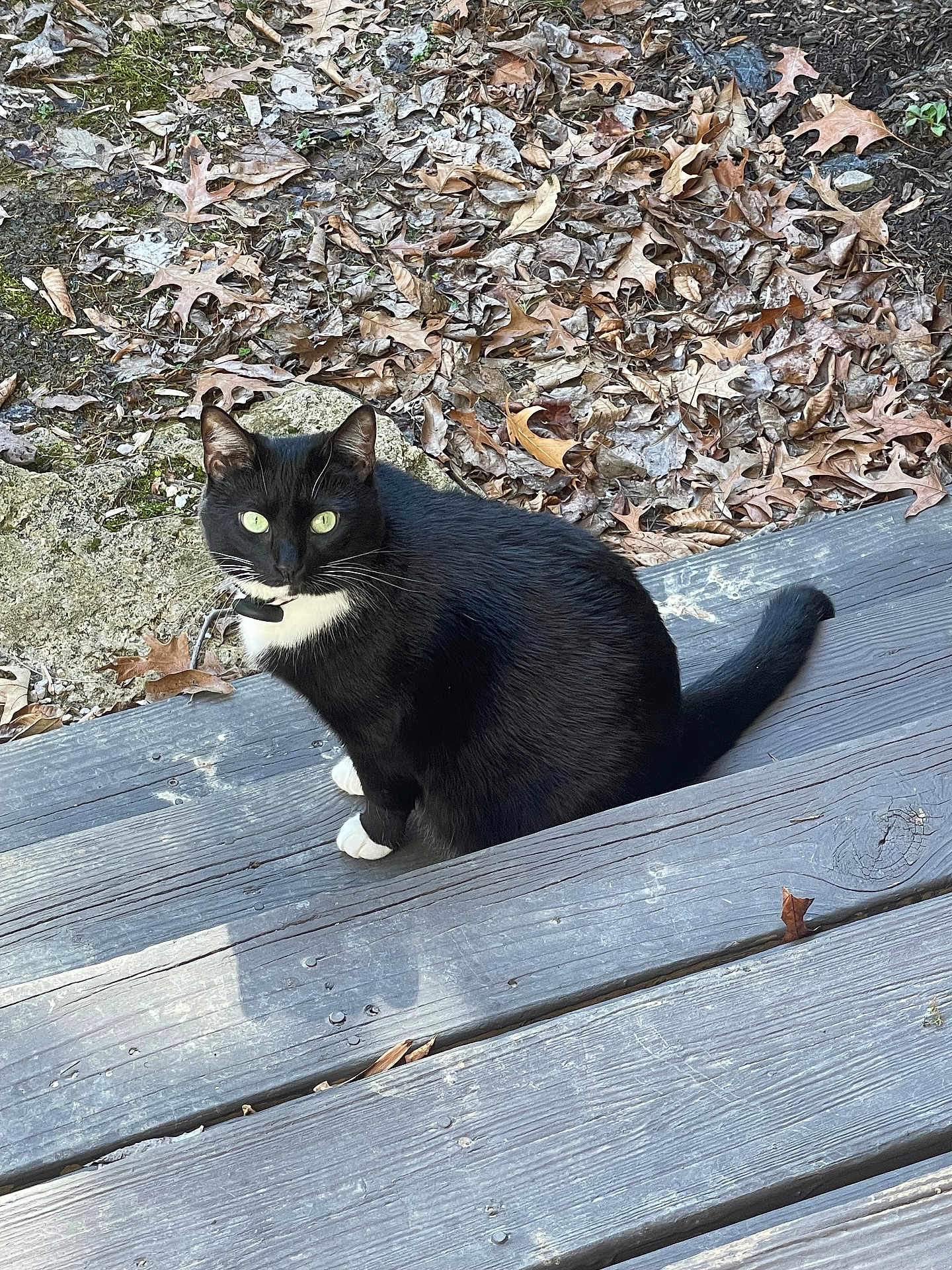 Luna