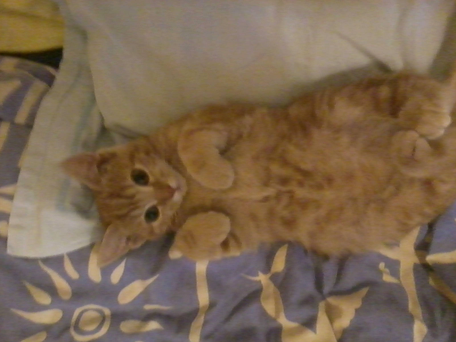 Moumoute participe au concours pour gagner de l'argent avec cette photo : asian, australian_mist, british_semi_longhair, carnivore, cat, cymric, domestic_long_haired_cat, domestic_short_haired_cat, european_shorthair, fawn, felidae, fur, kitten, mammal, norwegian_forest_cat, persian, ragamuffin, small_to_medium_sized_cats, tabby_cat, whiskers