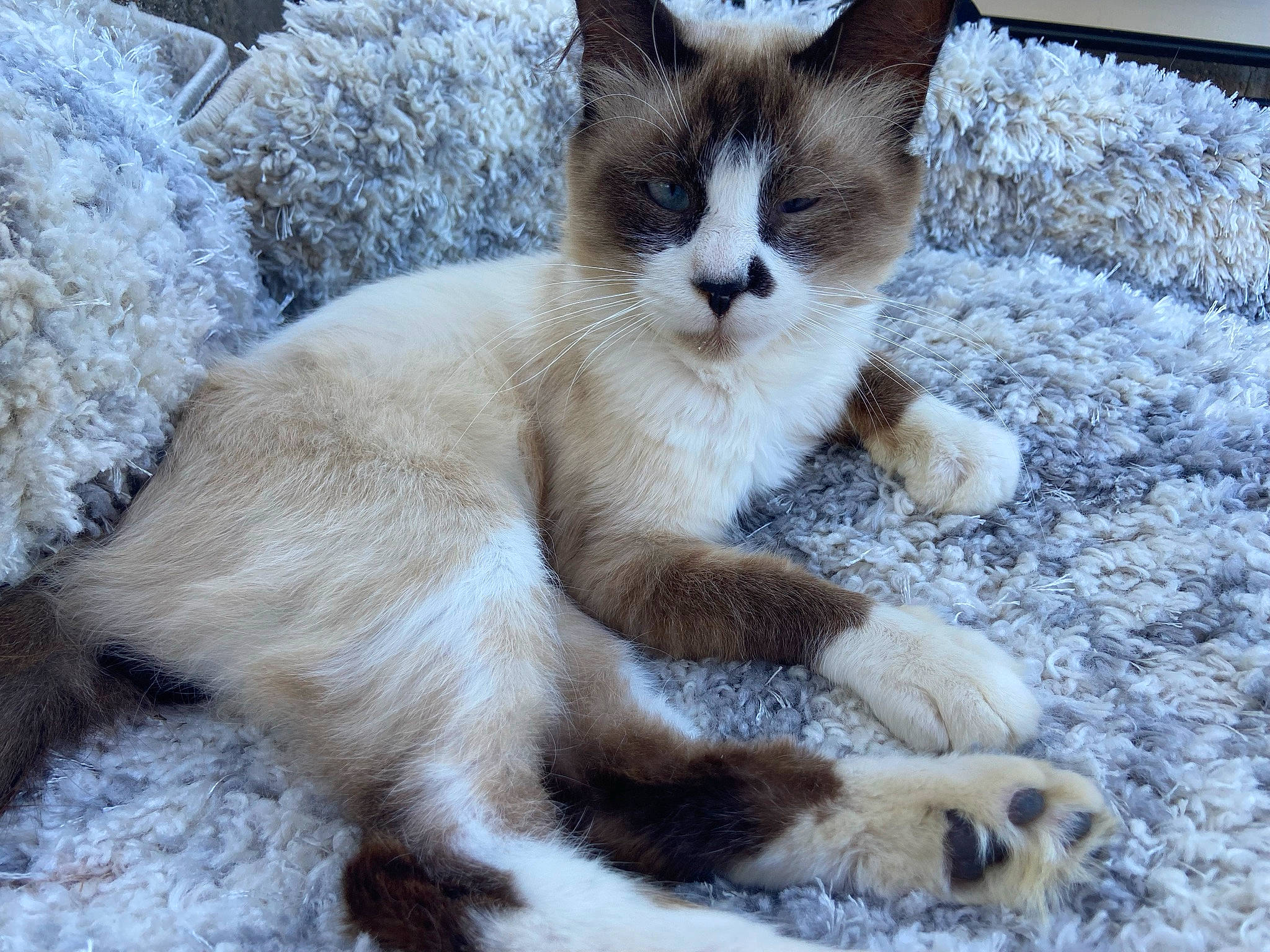 Moon joined the competition — help win amazing prizes! carnivore, cat, claw, comfort, domestic_short_haired_cat, fawn, felidae, foot, fur, paw, small_to_medium_sized_cats, snout, snow, tail, terrestrial_animal, whiskers, wildlife, winter