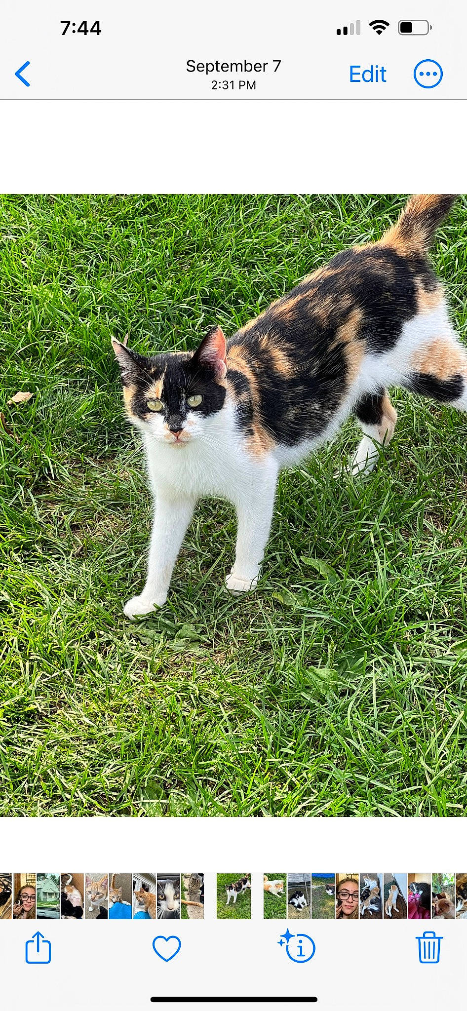 Autumn is registered to the contest to win money with this photo: carnivore, cat, domestic_short_haired_cat, felidae, fur, grass, grassland, groundcover, lawn, pasture, paw, photo_caption, plant, rectangle, small_to_medium_sized_cats, snout, tail, terrestrial_animal, whiskers, wildlife