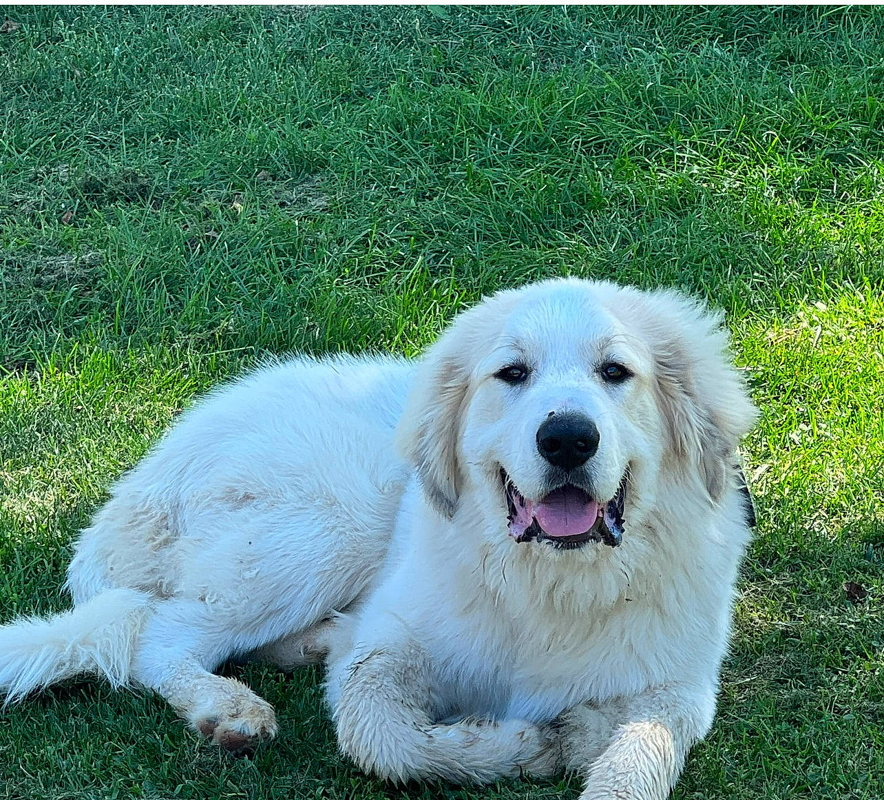Titan is registered to the contest to win money with this photo: biting, canidae, carnivore, companion_dog, dog, dog_breed, grass, great_pyrenees, kuvasz, livestock_guardian_dog, maremma_sheepdog, plant, polish_tatra_sheepdog, pyrenean_mastiff, slovak_cuvac, snout, sporting_group, working_animal, working_dog