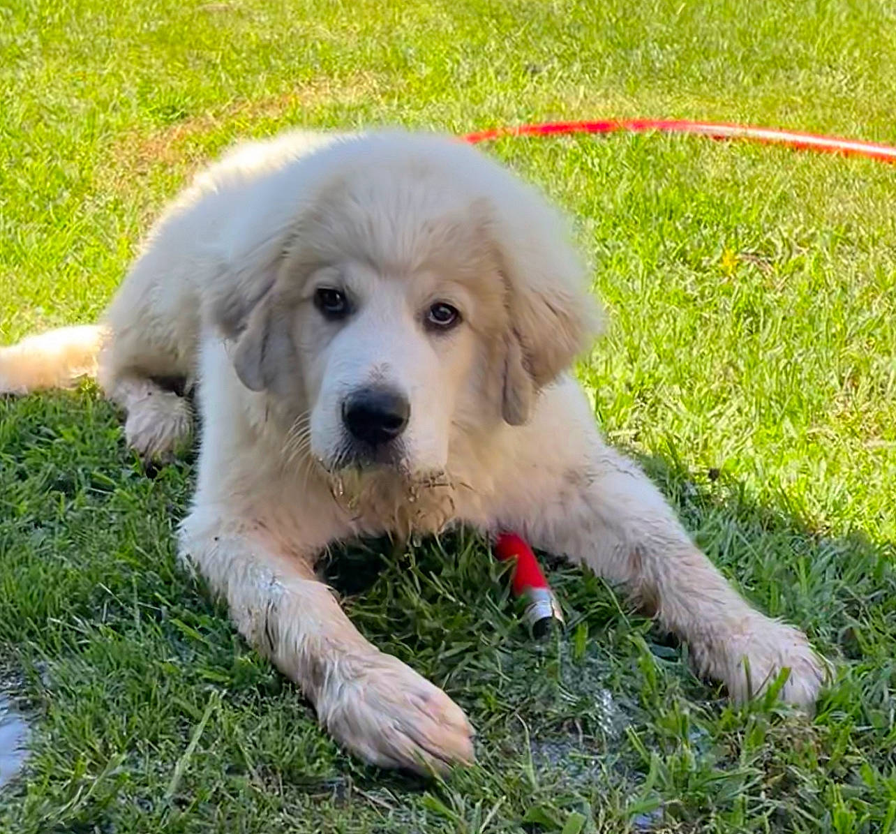 Titan joined the competition — help win amazing prizes! canidae, carnivore, companion_dog, dog, dog_breed, fur, grass, gun_dog, livestock_guardian_dog, plant, polish_tatra_sheepdog, snout, sporting_group, tail, terrestrial_animal, working_animal, working_dog