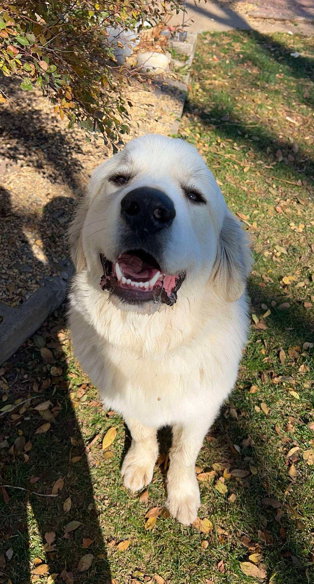 Titan joined the competition — help win amazing prizes! canidae, carnivore, companion_dog, dog, dog_breed, fang, grass, great_pyrenees, livestock_guardian_dog, plant, polish_tatra_sheepdog, snout, sporting_group, terrestrial_animal, tree, whiskers, working_animal, working_dog