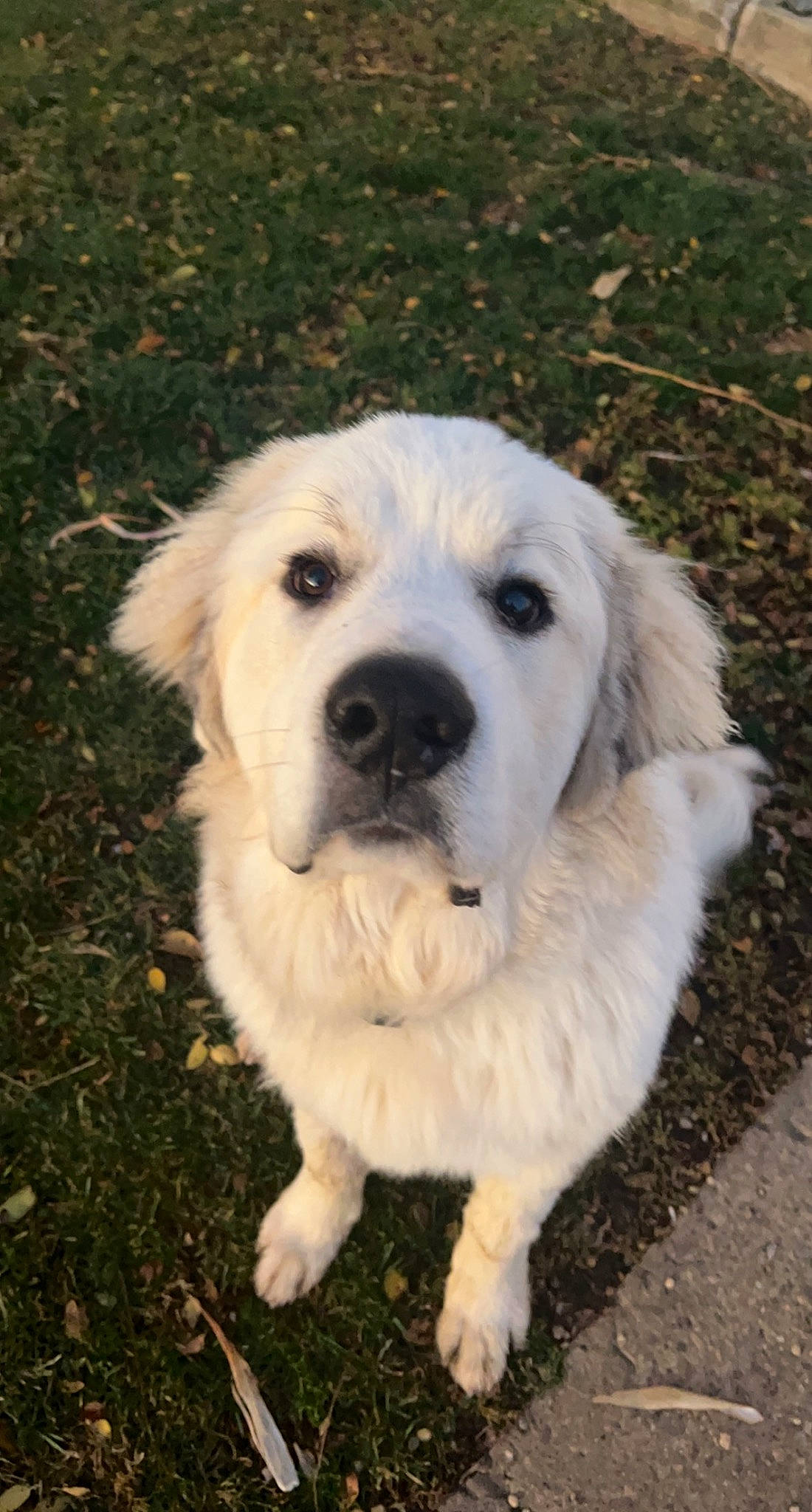 Titan joined the competition — help win amazing prizes! ancient_dog_breeds, canidae, carnivore, companion_dog, dog, dog_breed, fur, grass, great_pyrenees, kuvasz, livestock_guardian_dog, polish_tatra_sheepdog, snout, sporting_group, terrestrial_animal, whiskers, working_dog