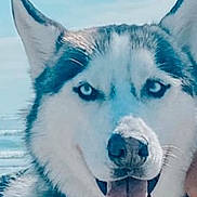 Hudson joined the competition — help win amazing prizes! dog, husky, animal, pet, close_up, outdoor, tongue_out, blue_eyes, fur, canine, happy, portrait, nature, water, sky, muzzle, ears, face, cute, friendly